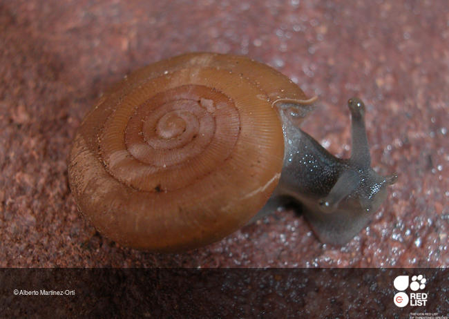 Suboestophora hispanica