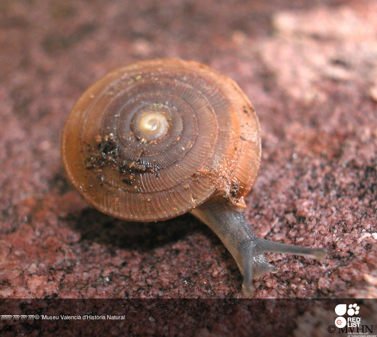 Suboestophora jeresae