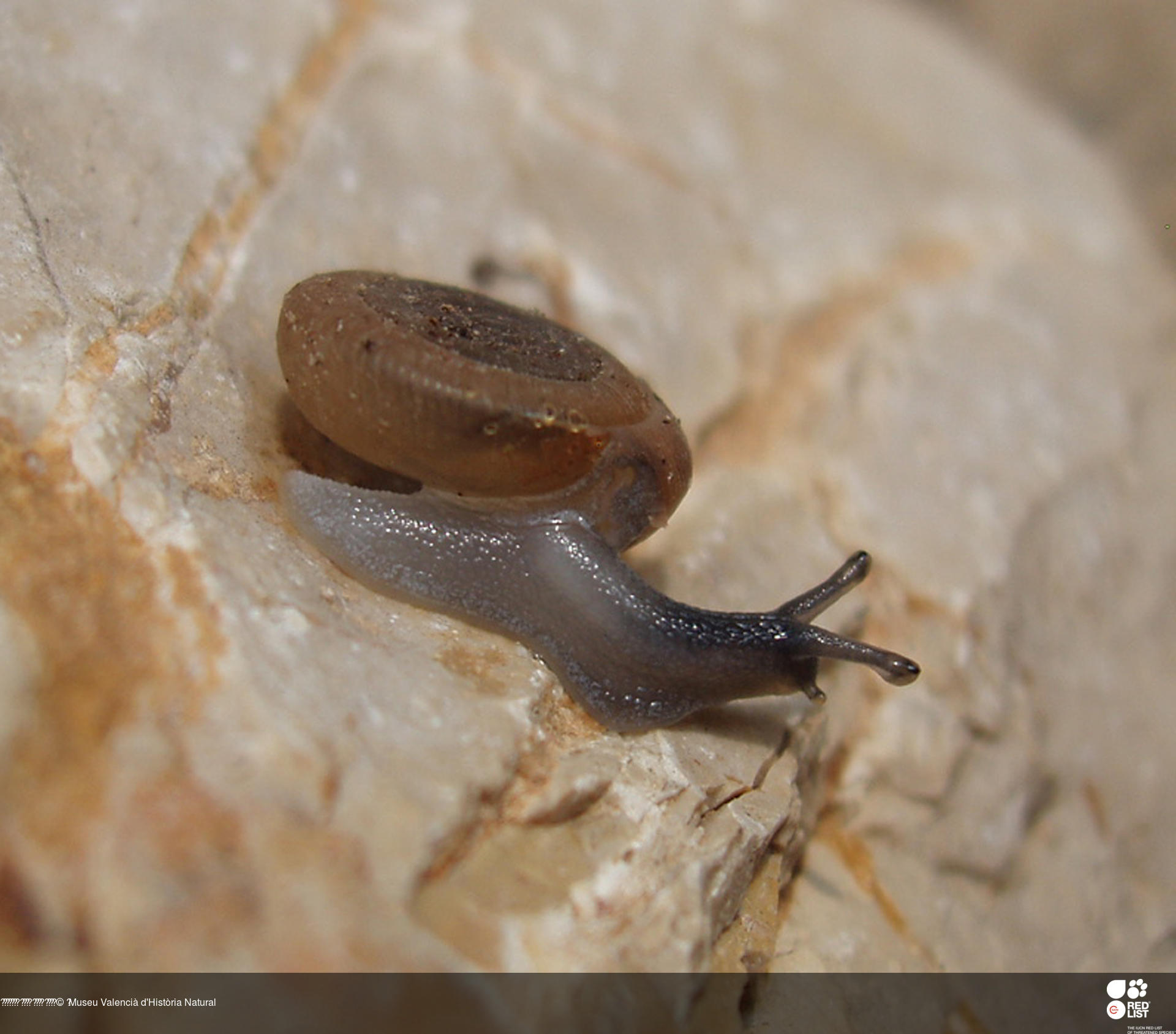 Suboestophora tarraconensis