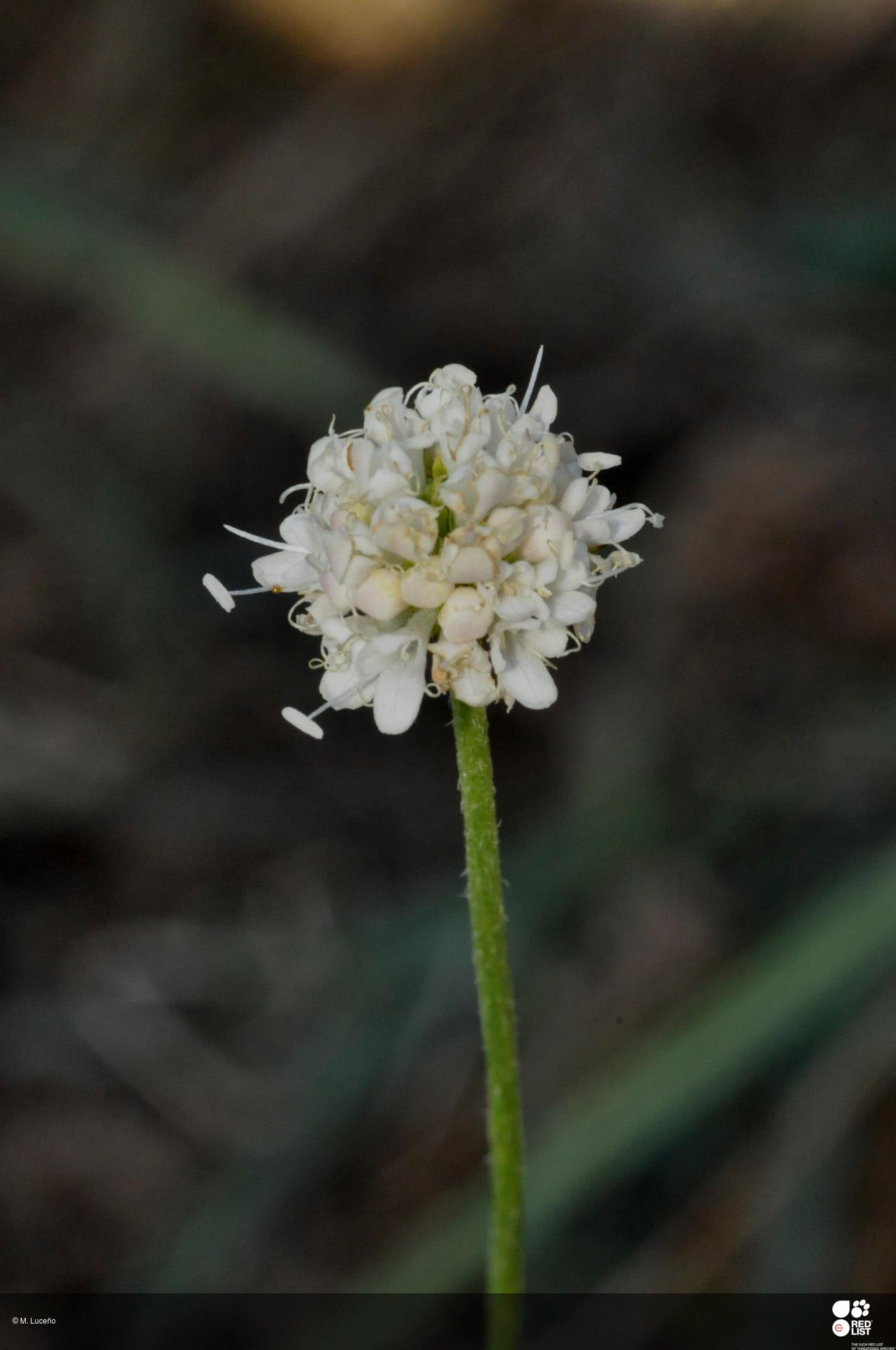 Succisella carvalhoana