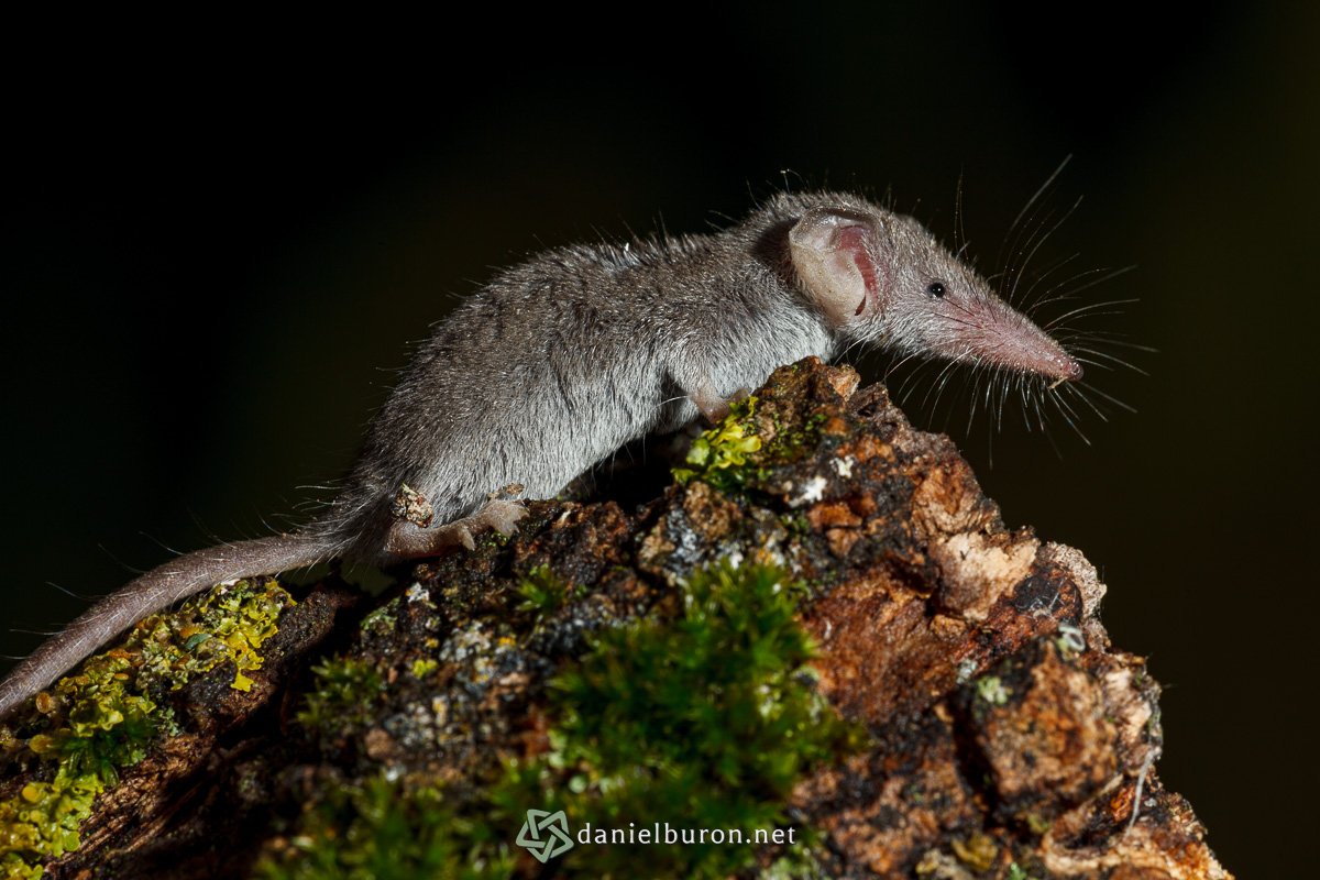Suncus etruscus