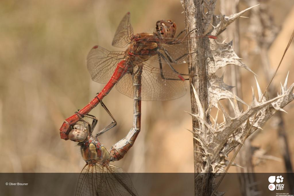 Sympetrum nigrifemur