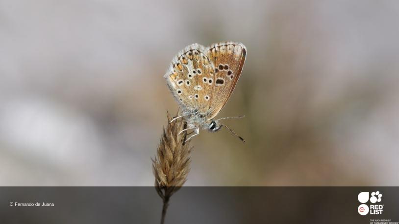 Aricia morronensis