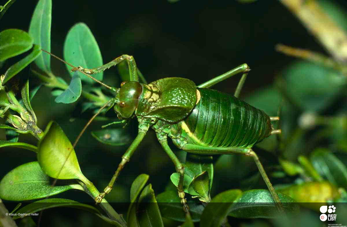 Synephippius obvius