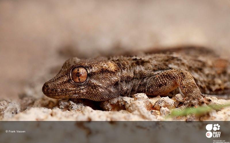 Tarentola angustimentalis