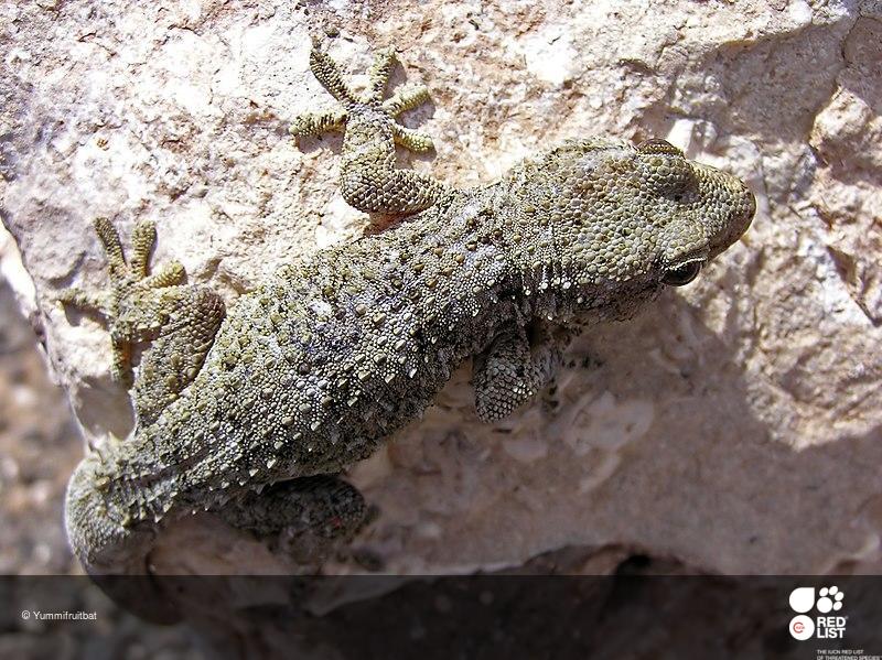 Tarentola boettgeri