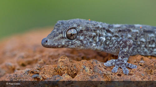 Tarentola delalandii