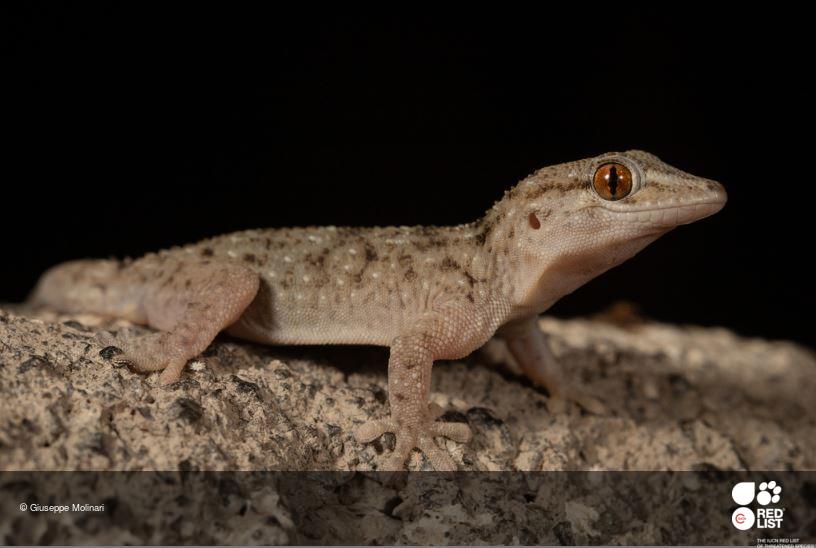 Tarentola gomerensis