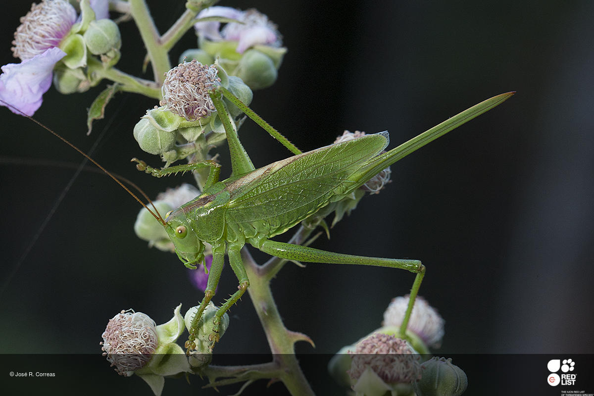 Tettigonia hispanica