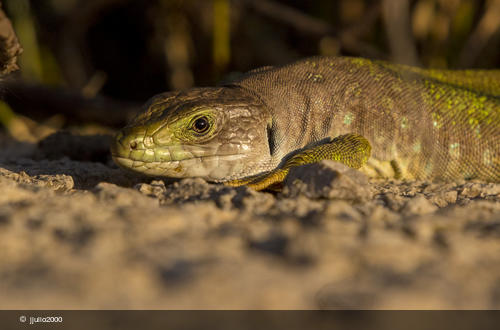 Timon nevadensis