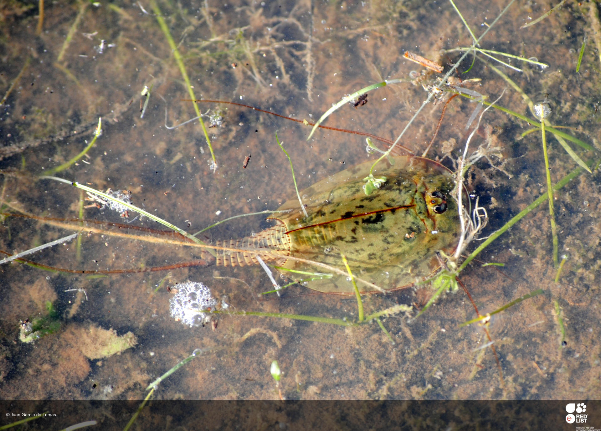 Triops baeticus