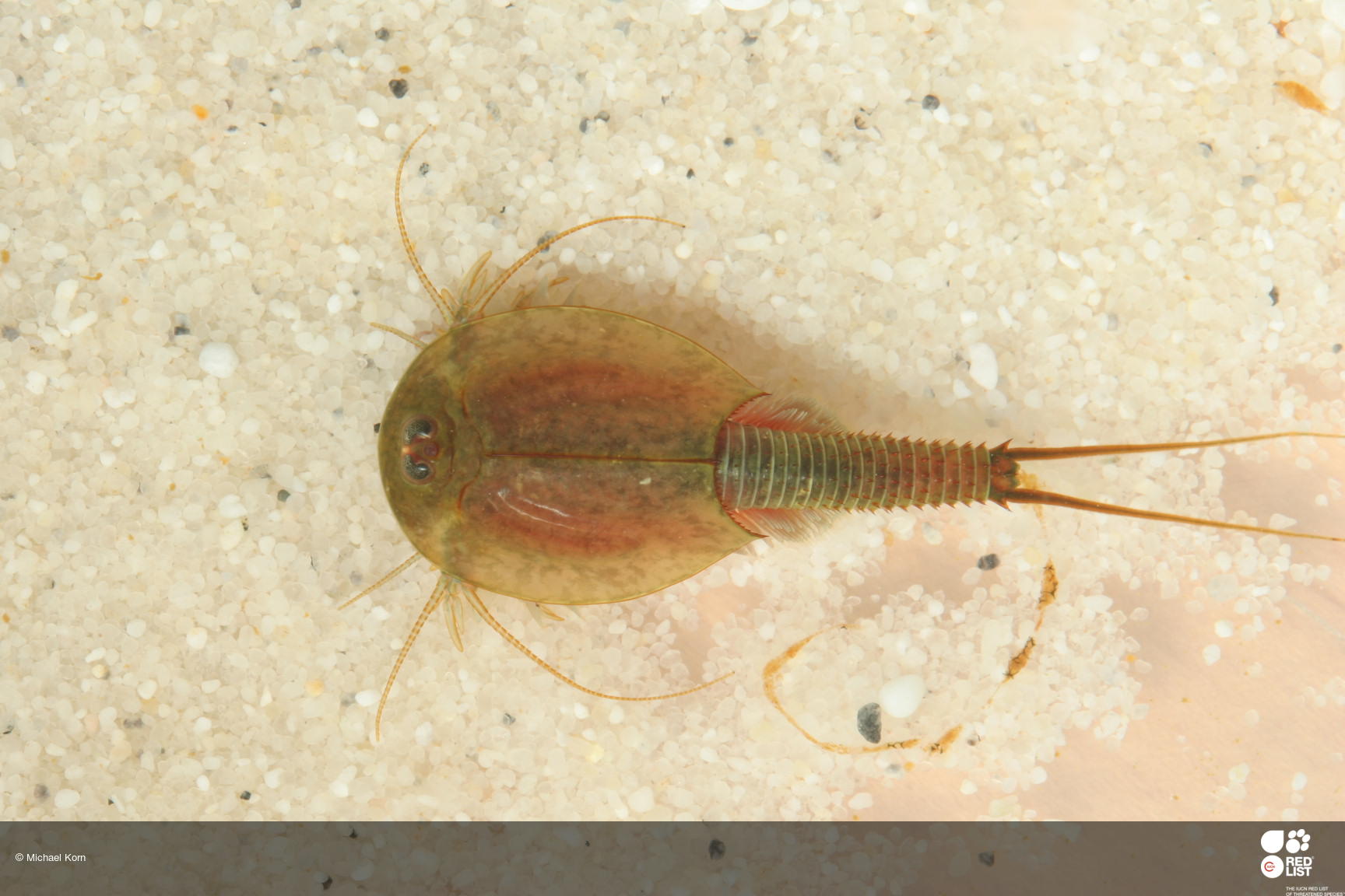 Triops emeritensis