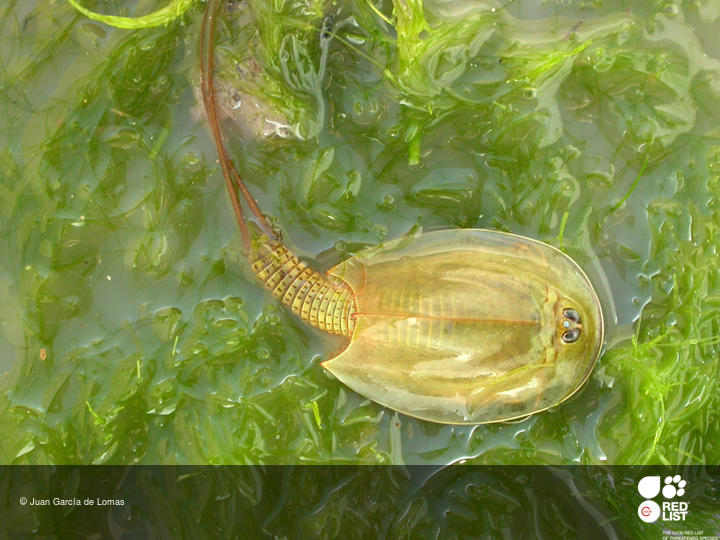Triops gadensis