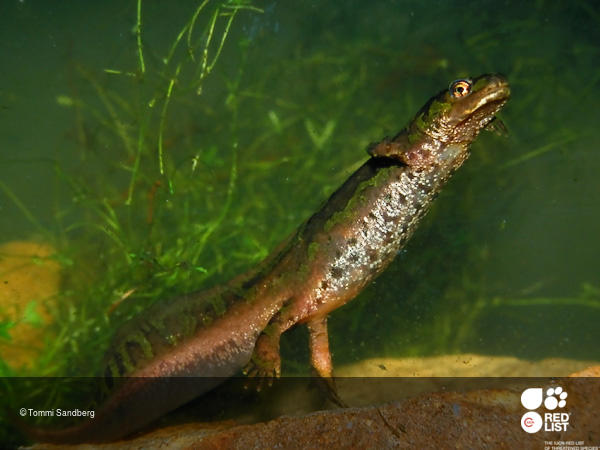 Triturus pygmaeus