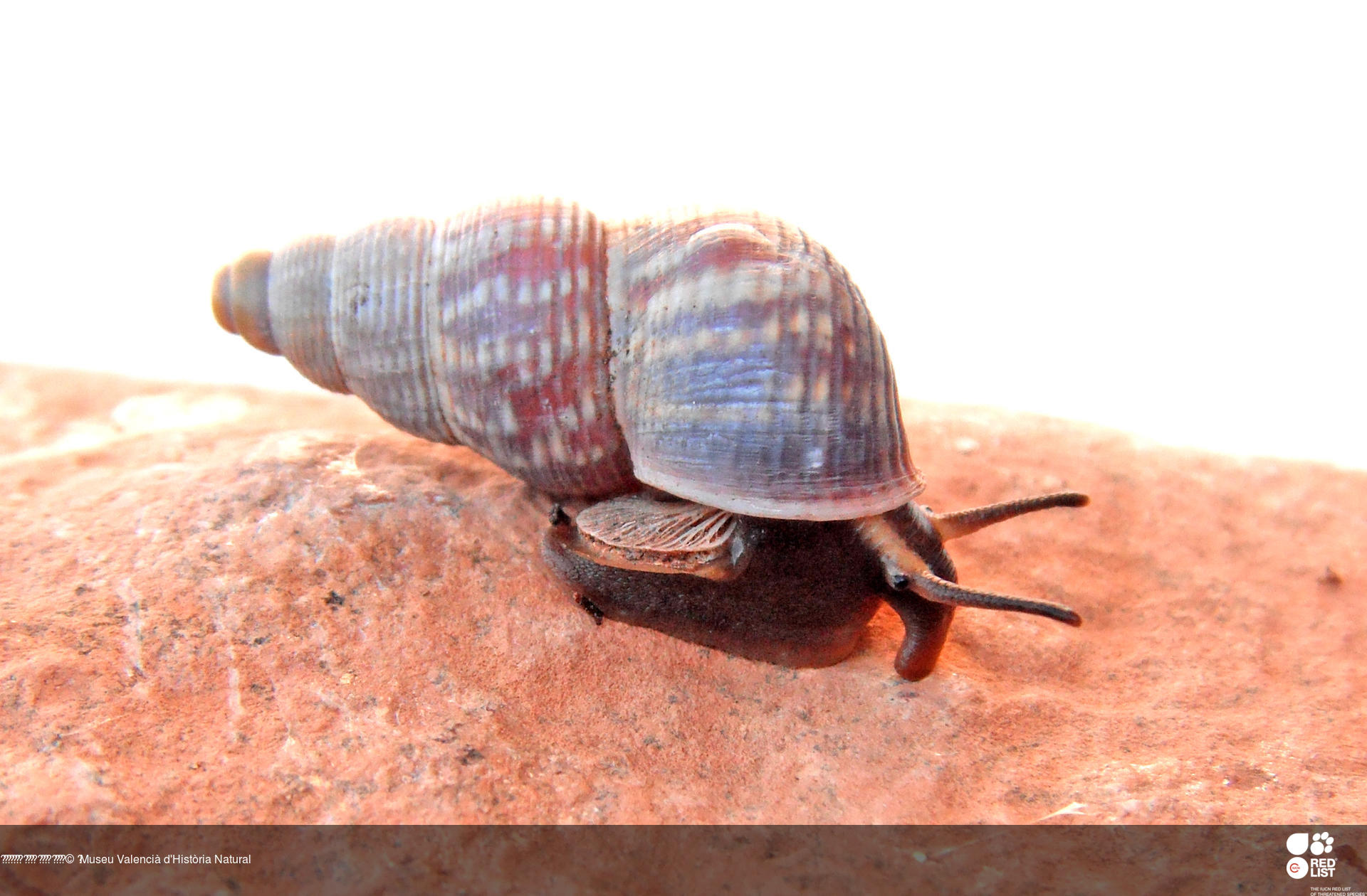 Tudorella ferruginea