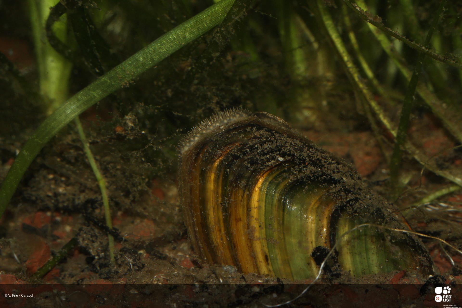 Unio delphinus