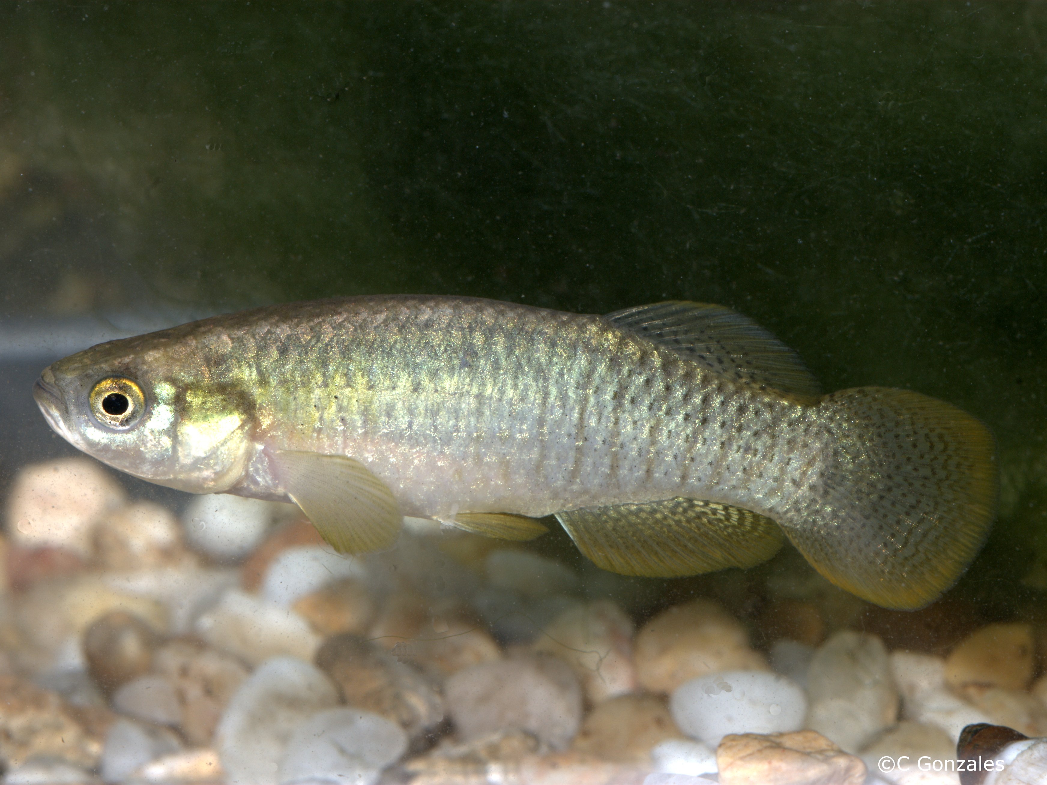 Valencia hispanica