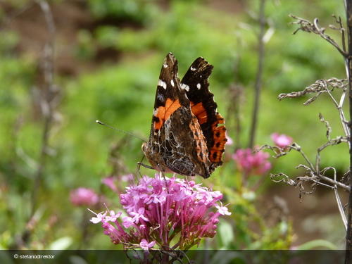 Vanessa vulcania