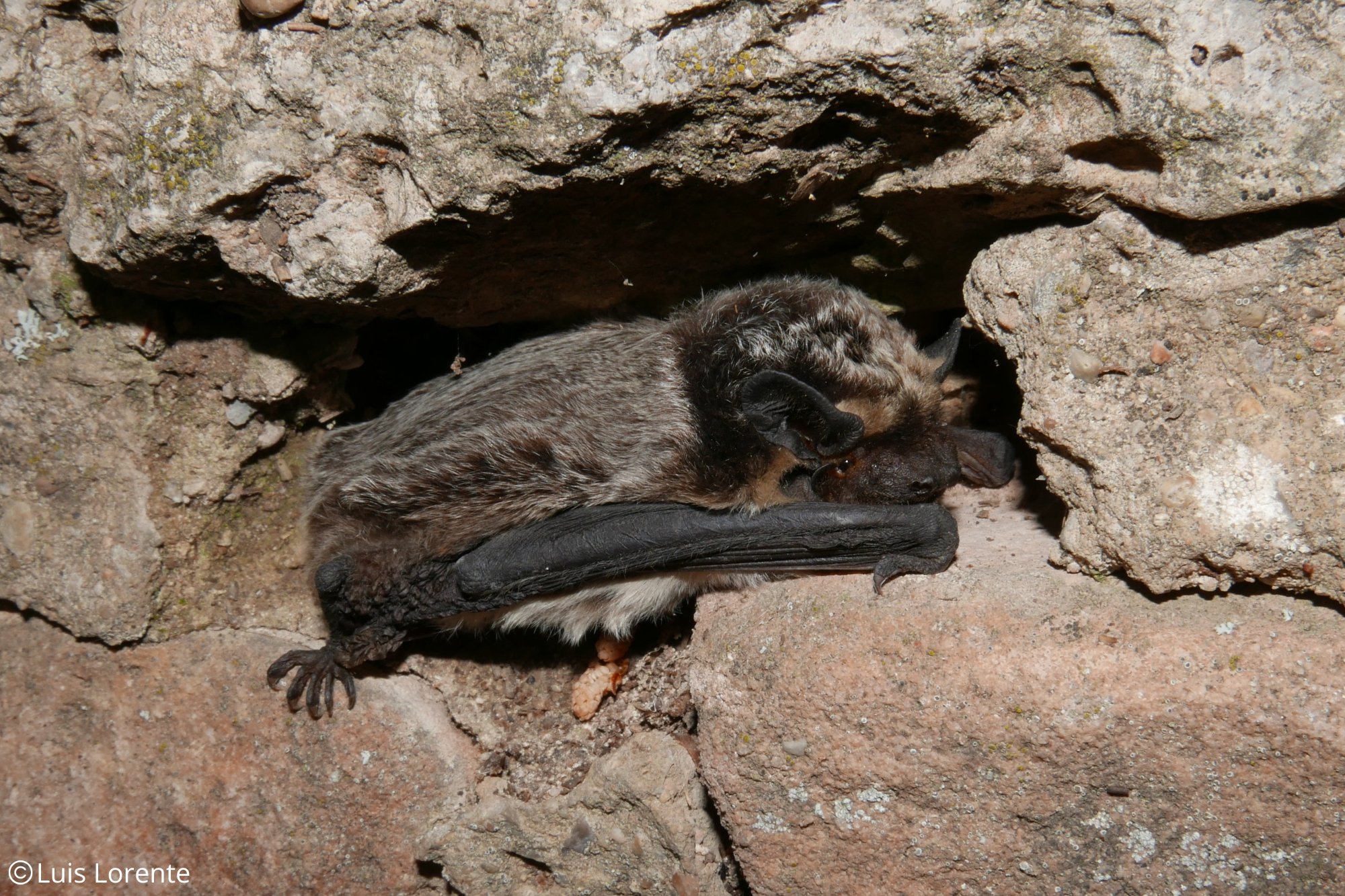 Vespertilio murinus