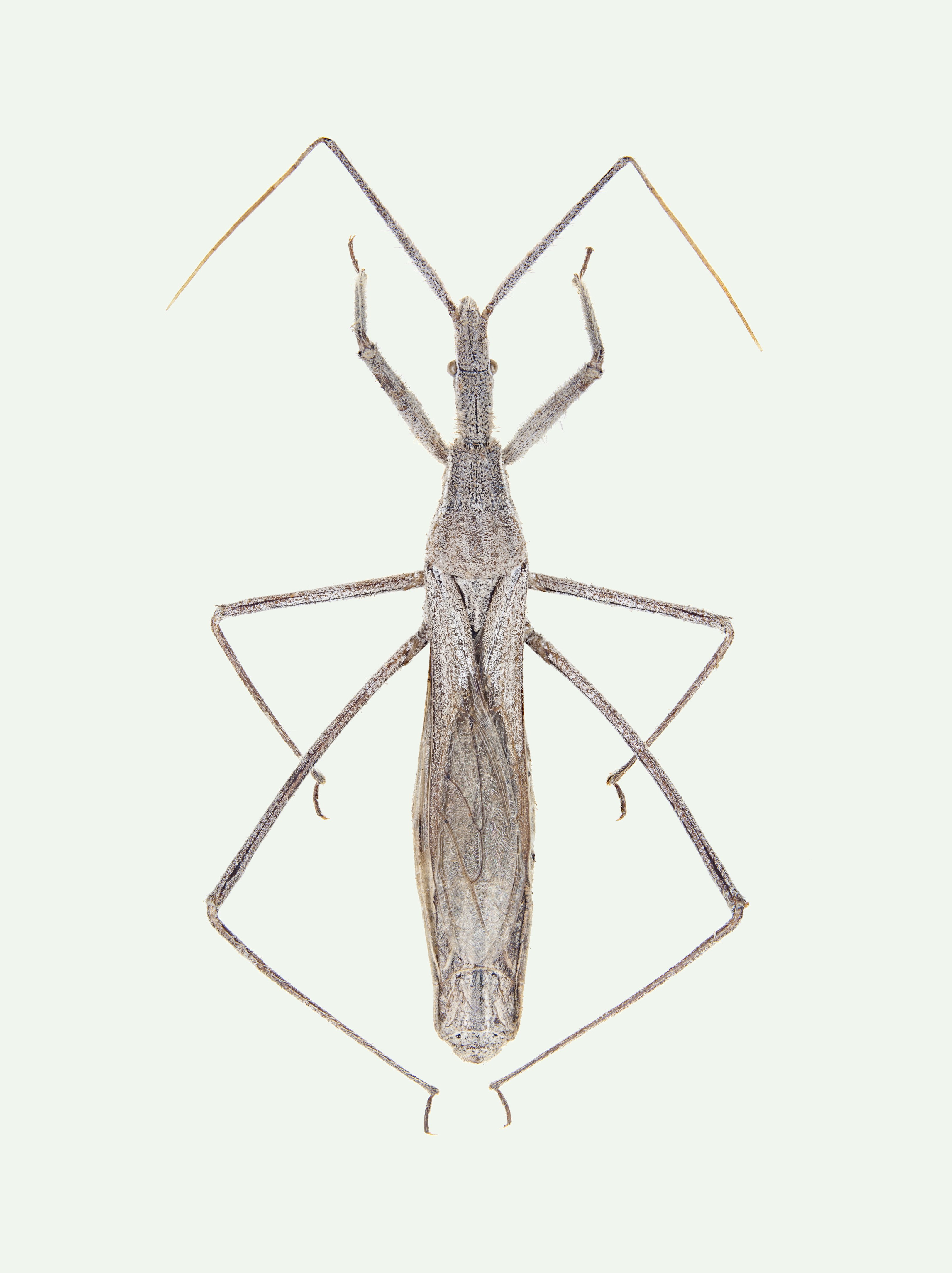 Vibertiola cinerea