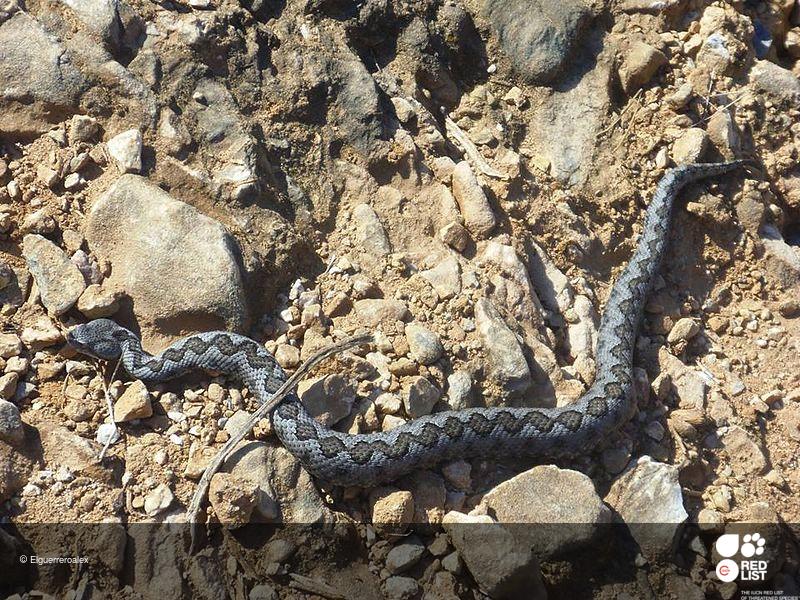 Vipera latastei