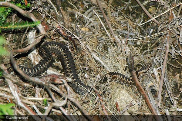 Vipera seoanei