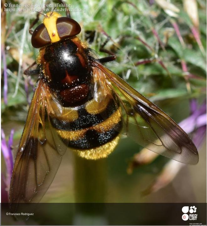 Volucella elegans
