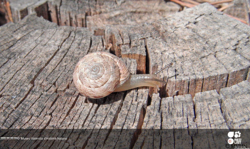 Xerocrassa caroli