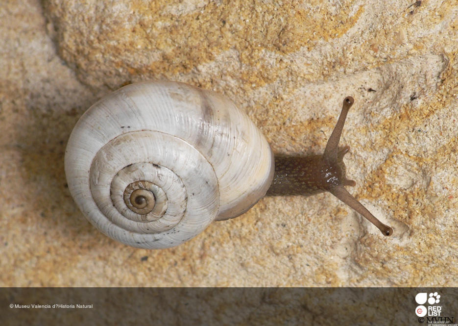 Xerocrassa derogata