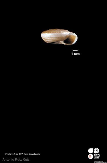 Xerocrassa jimenensis