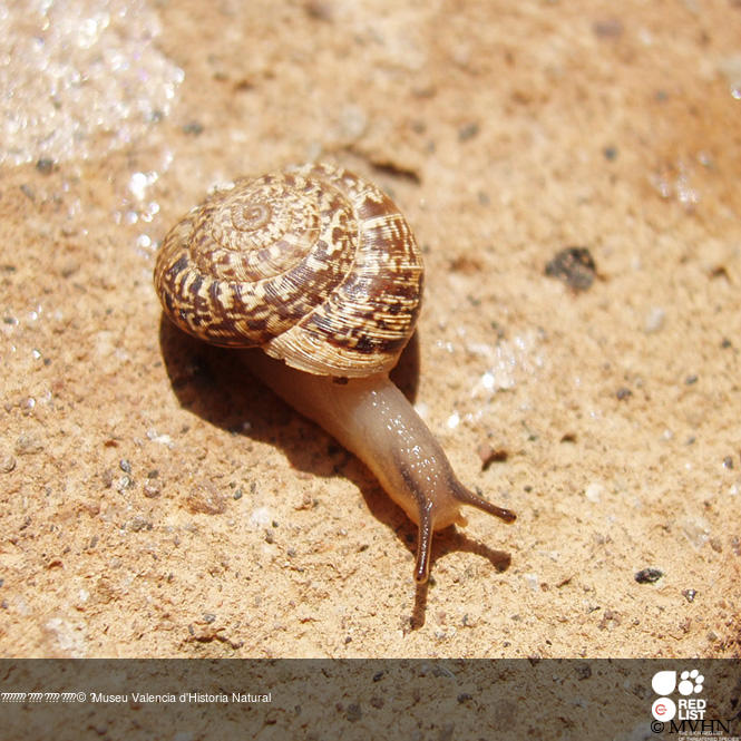 Xerocrassa molinae