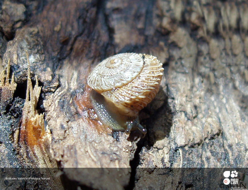 Xerocrassa montserratensis