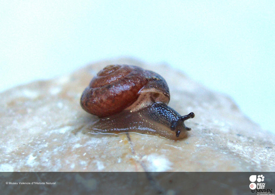 Xerocrassa roblesi