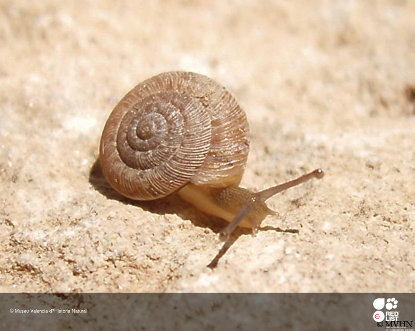 Xerocrassa subrogata