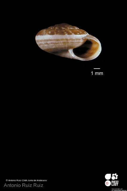 Xerocrassa zaharensis