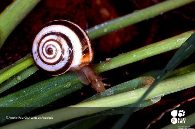 Xerosecta promissa