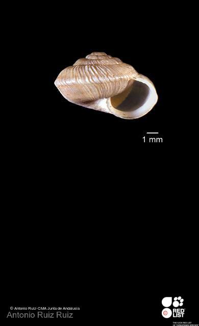 Xerotricha huidobroi
