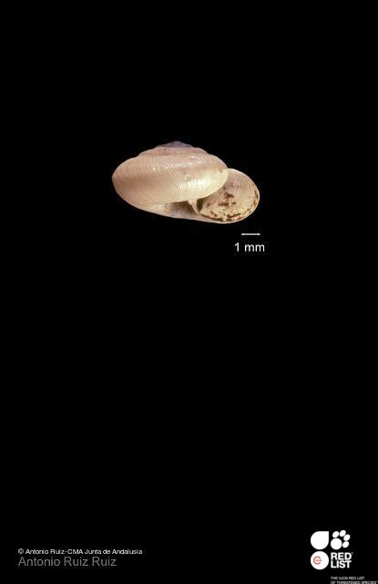 Xerotricha zujarensis