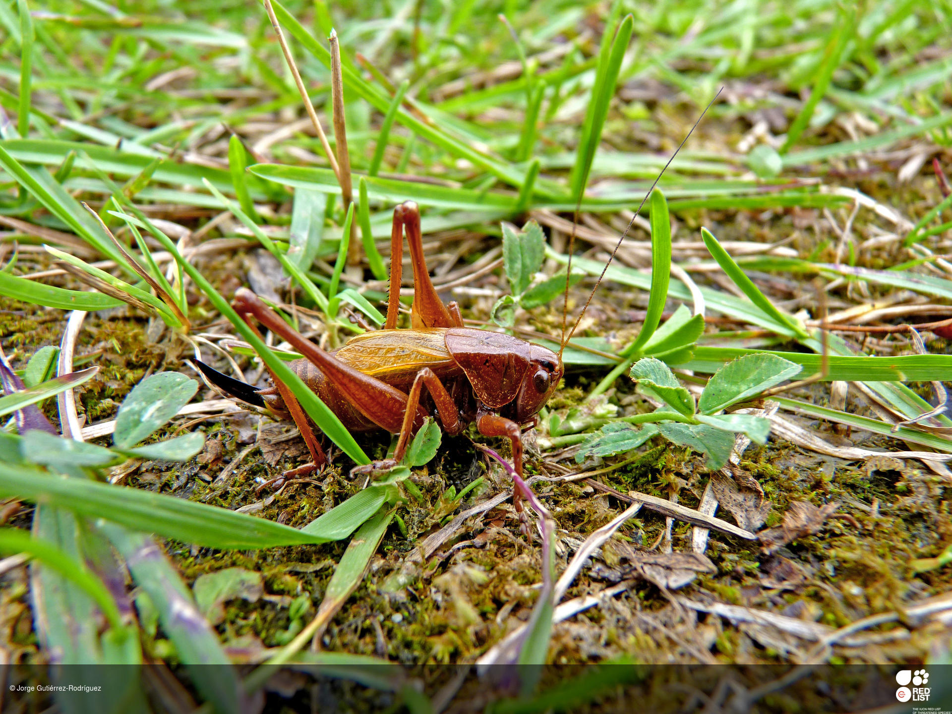 Zeuneriana burriana