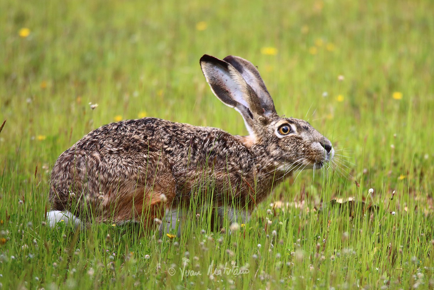 Lepus granatensis