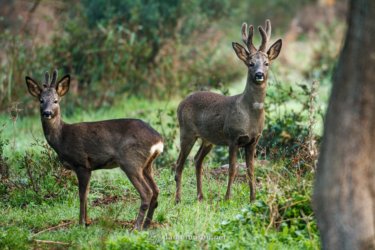 Capreolus capreolus