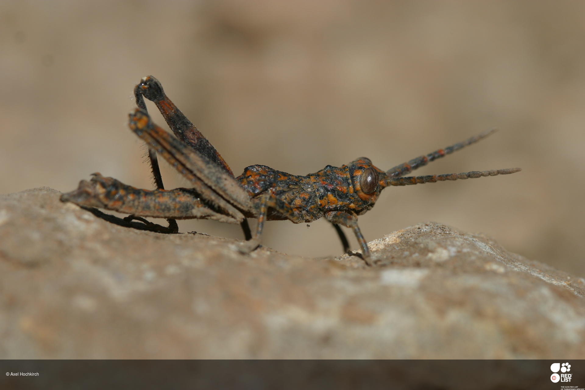 Acrostira bellamyi