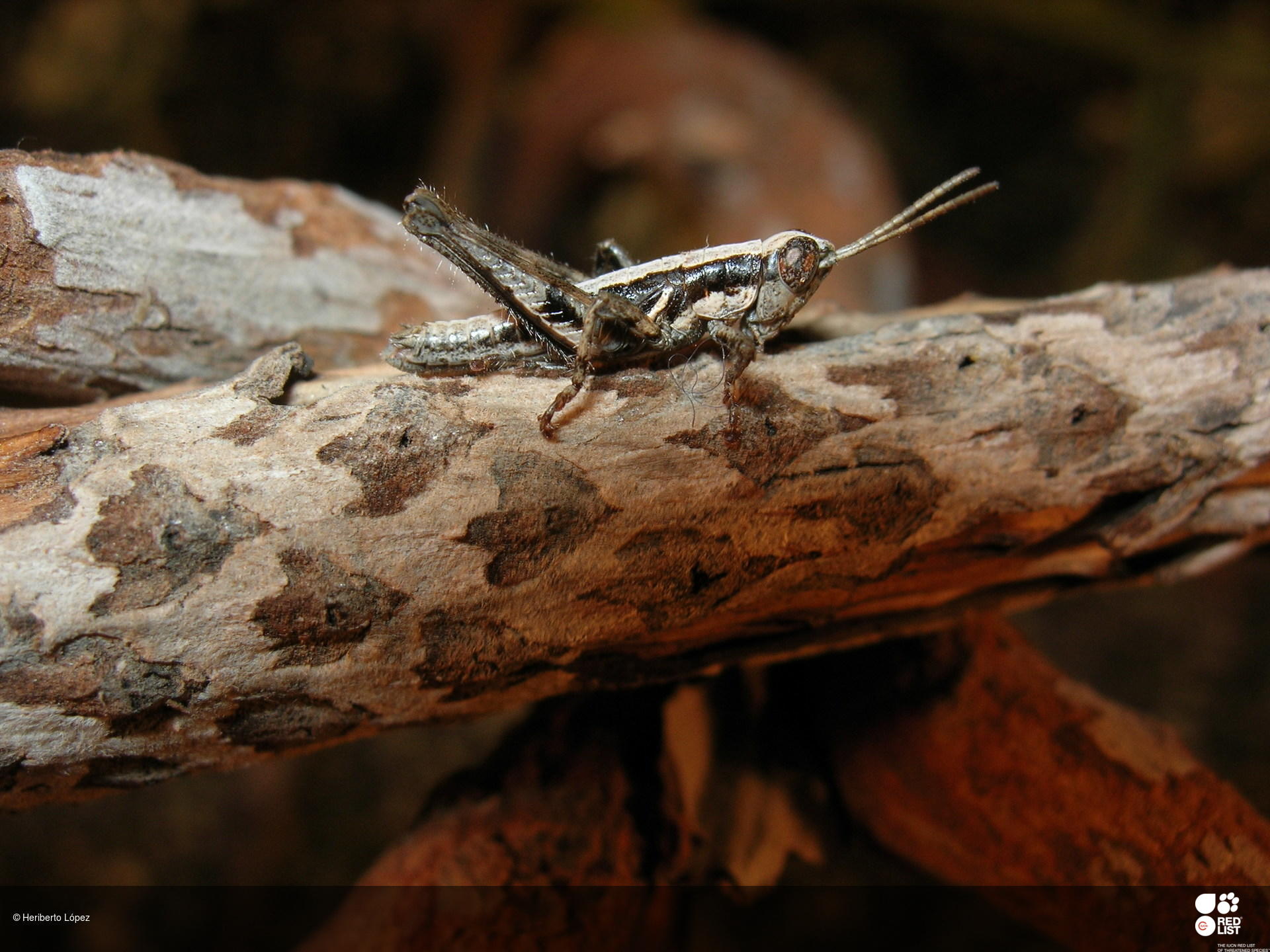 Arminda hierroensis