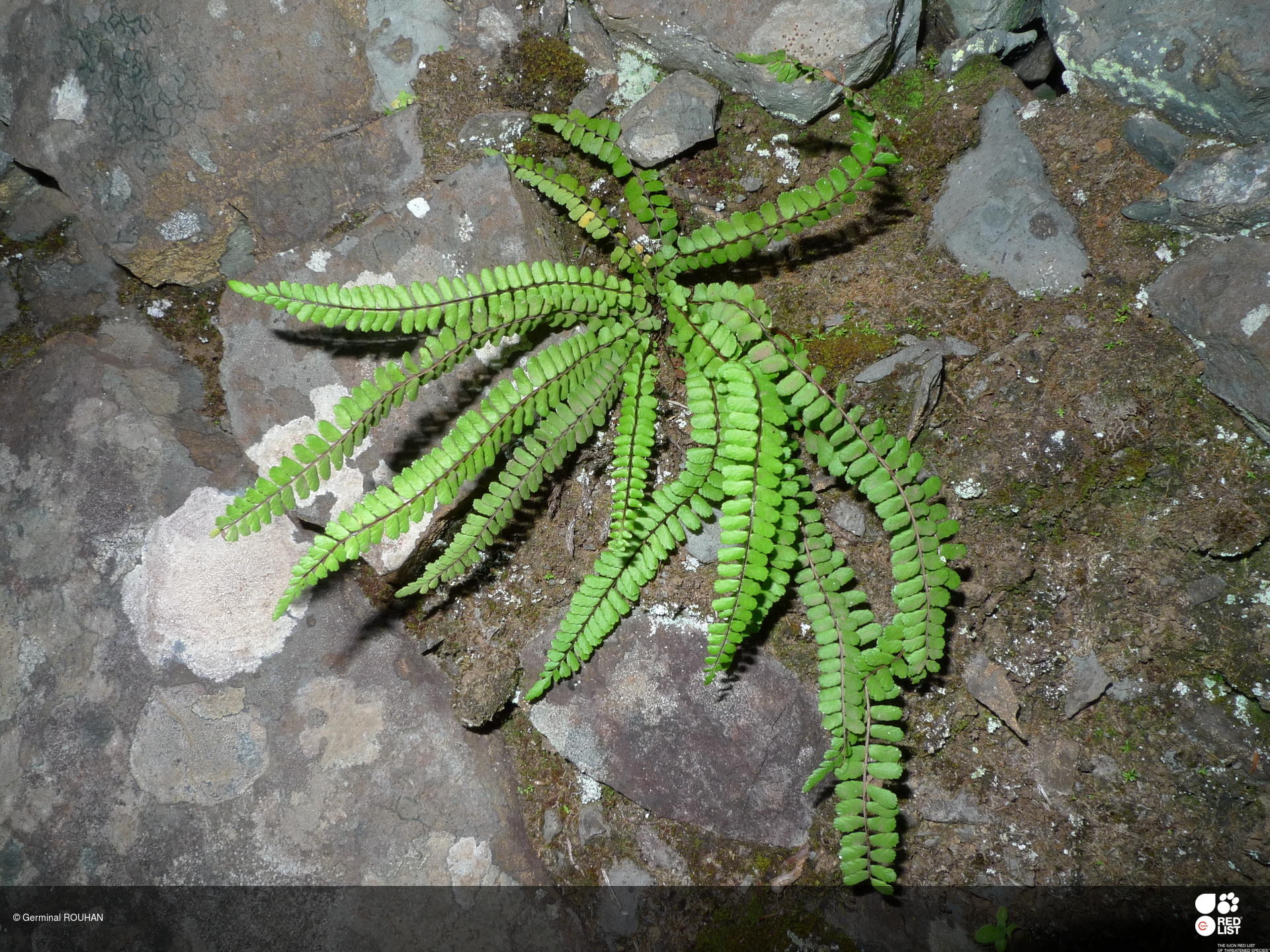 Asplenium anceps