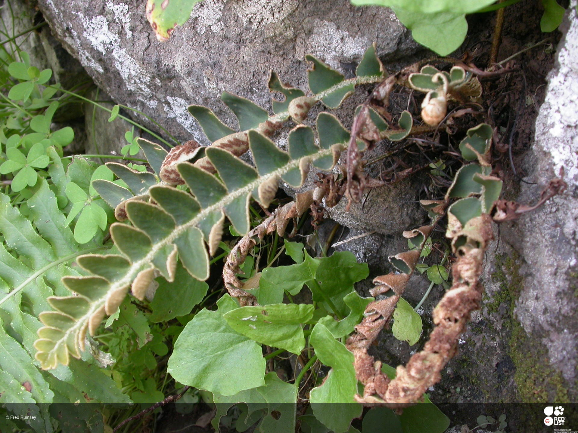 Asplenium lolegnamense