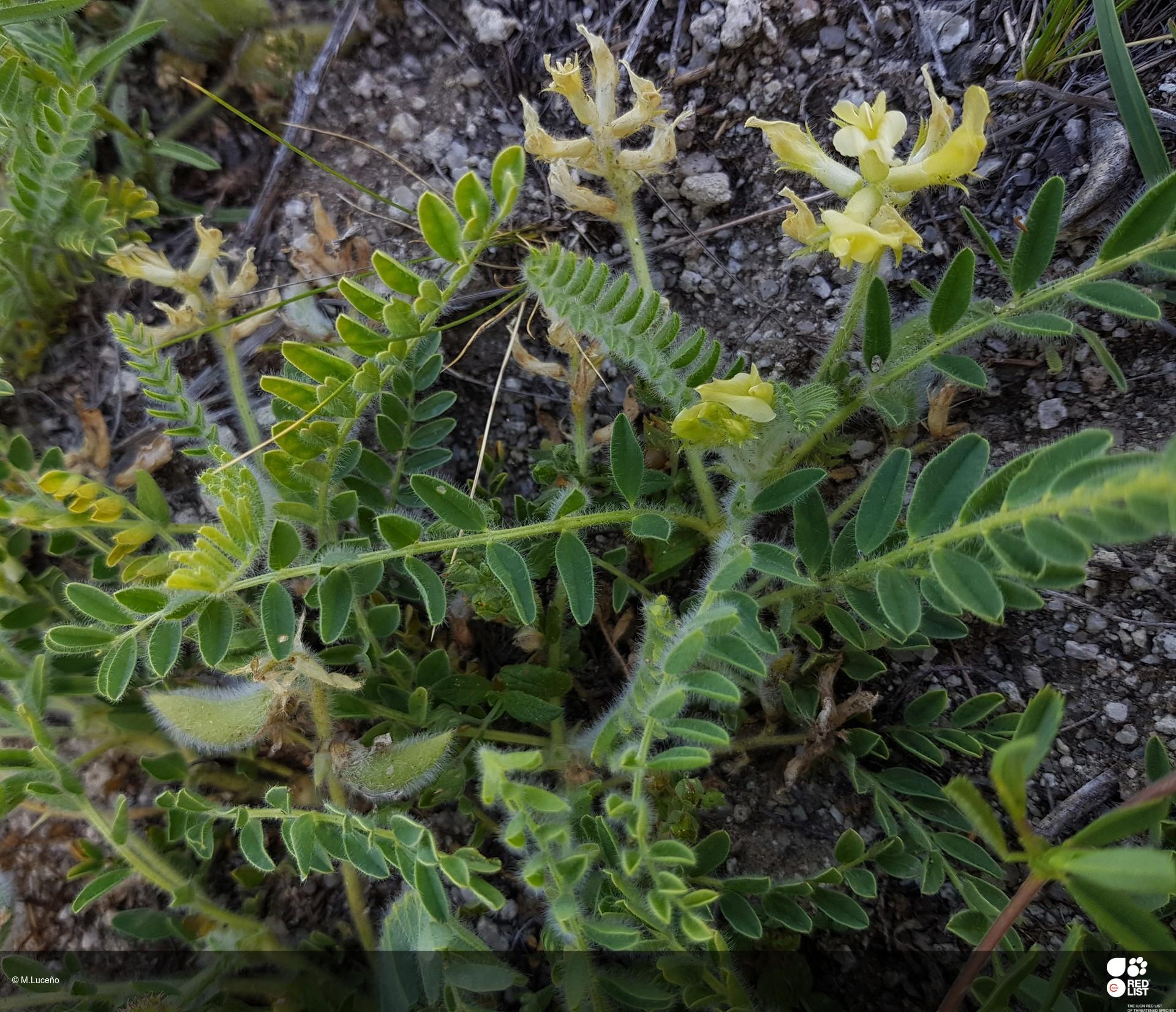 Astragalus devesae