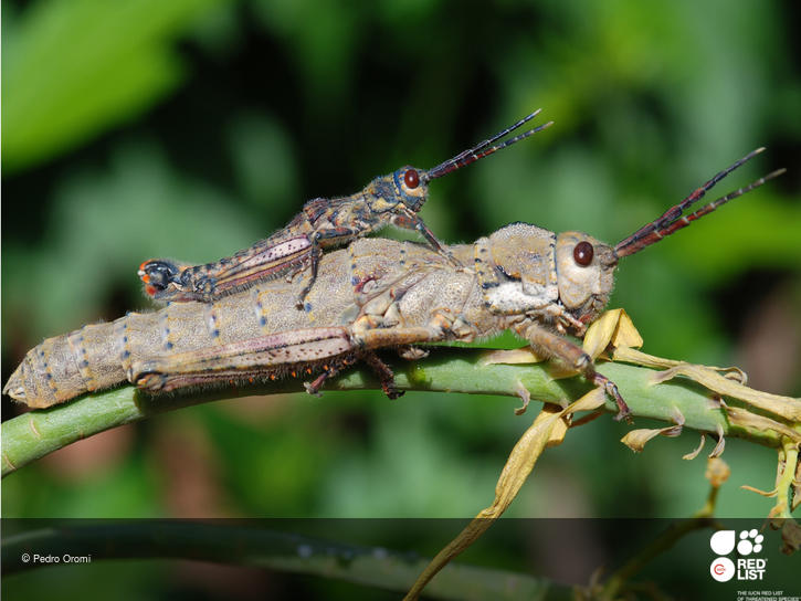 Acrostira euphorbiae
