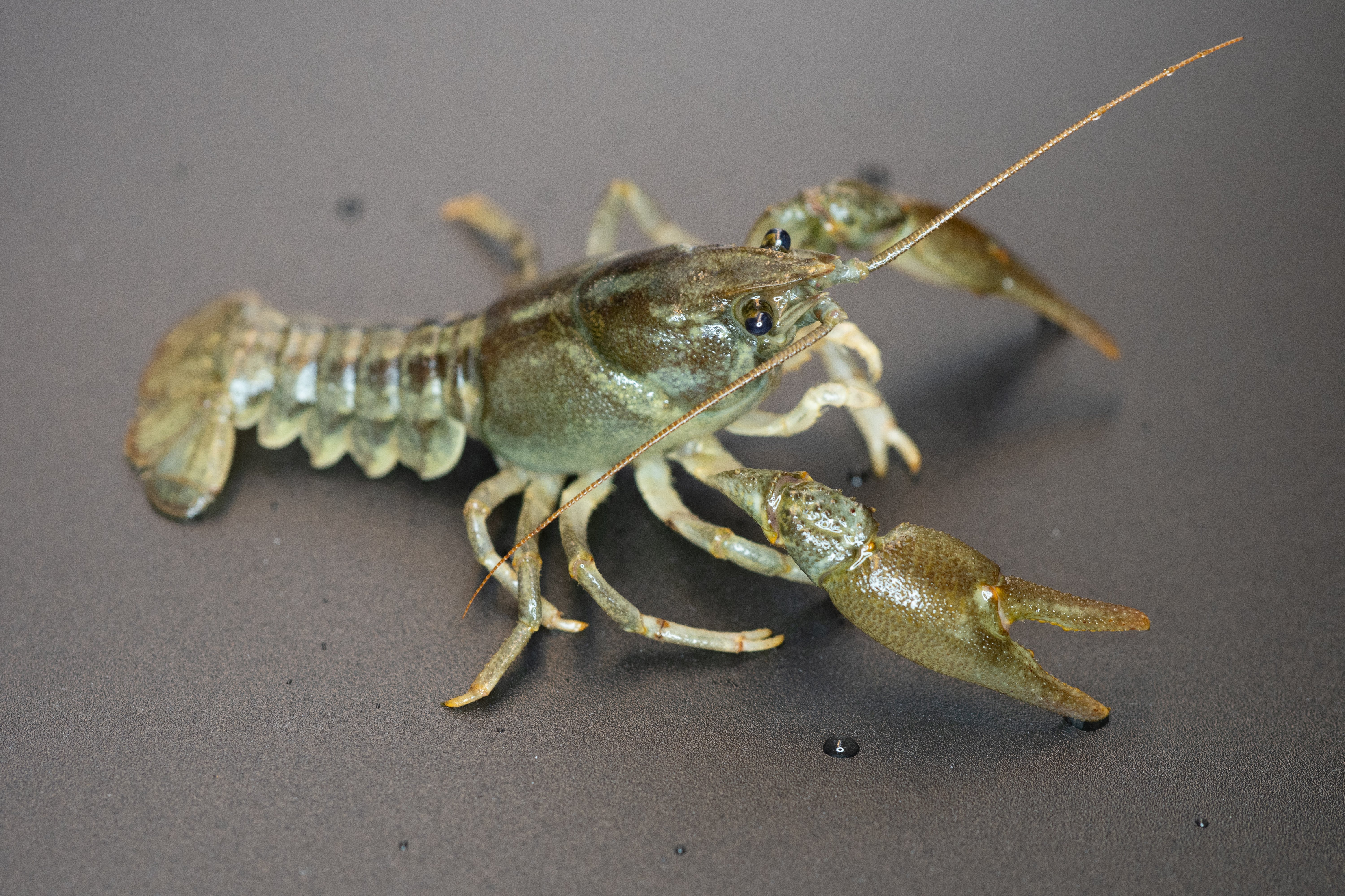 Austropotamobius pallipes