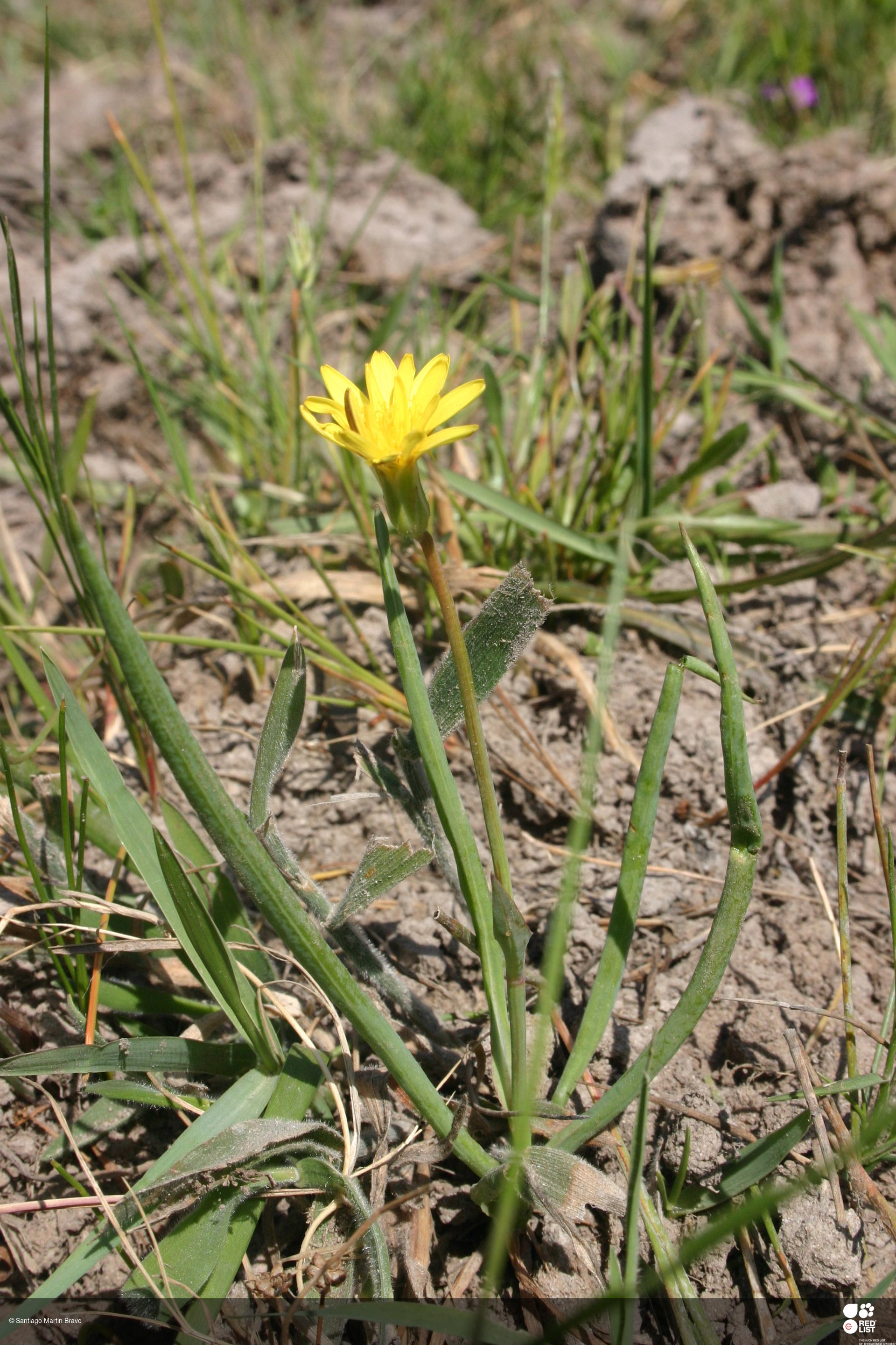 Avellara fistulosa