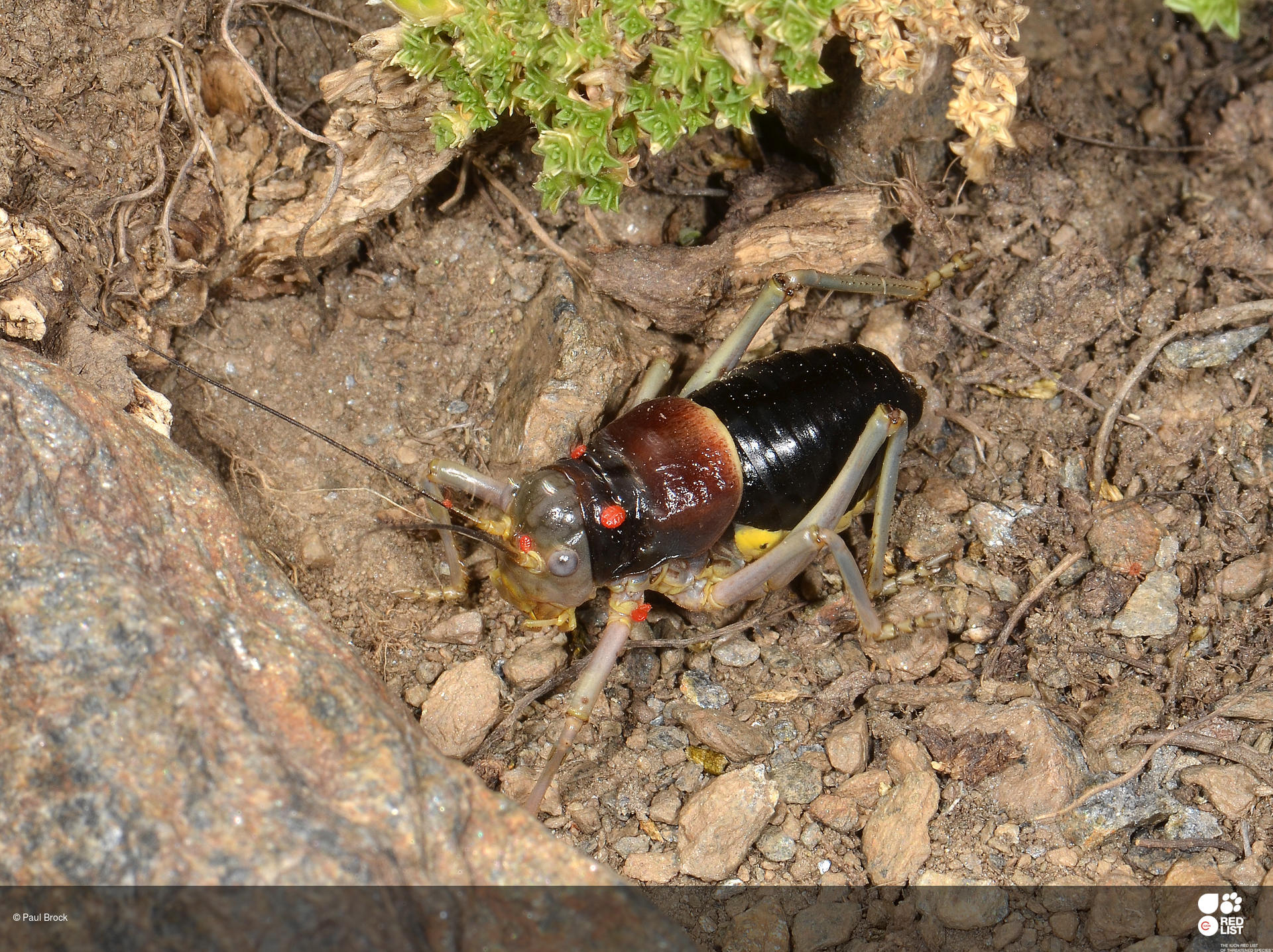 Baetica ustulata